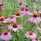 אכינצאה | קיפודנית | תערובת 3 שורשים | 50 גרם | Echinacea spp. | Coneflower