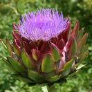 ארטישוק תרבותי | קנרס תרבותי | עלים | 100 גרם | Cynara scolymus, Artichoke
