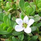 בקופה | פשתה שרועה | ברהמי | עלים | 100 גרם | Bacopa monnieri | Brahmi