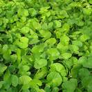 גוטו קולה | ספלילה | עלים | 100 גרם | Hydrocotyl (Centella) asiatica | Gotu kola