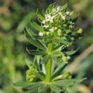דבקה זיפנית | גבעול+עלים קצוצים | 100 גרם | Galium aparine | Cleavers