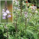 ורבנה רפואית | כל הצמח גרוס | 100 גרם | Verbena officinalis | Vervain