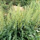 חומעה צהובה | שורש גרוס | 100 גרם | Rumex crispus | Yellow dock