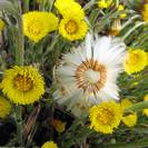 טוסילגו פרפרה | פרחים | 100 גרם | Tussilago farfara | Coltsfoot