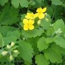 כלידוניום | 100 גרם | Chelidonium majus | Greater Celandine