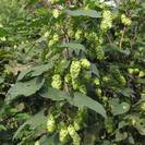 כשותית (כשותנית) | פרחים | 100 גרם | Humulus lupulus | Hops