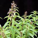 לואיזה לימונית | עלים | 100 גרם | Aloysia triphylla | Lemon Verbena