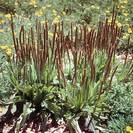 לחך | תערובת עלים | 100 גרם | Plantago spp. | plantain