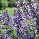 לבנדר | אזוביון | פרחים | 100 גרם | Lavendula officinalis | Lavender