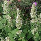 נפית החתולים | עלים | 150 גרם | Nepeta cataria | Catnip