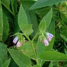 סימיפיטום | קומפרי | 100 גרם | Symphytum officinalis | Comfrey