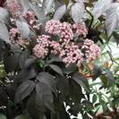 סמבוק שחור | פרחים | 100 גרם | Sambucus nigra | Elder flower