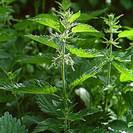 סרפד דו ביתי (אורגני) | עלים | 100 גרם | Urtica dioica | Nettle