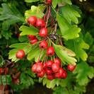 עוזרד | עלים ופרחים | 100 גרם | Crataegus Oxyacant. | Hawthorn