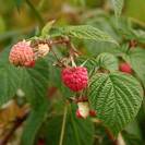פטל אדום | עלים קצוצים | 100 גרם | Rubus idaeus | Raspberry