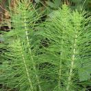 שבטבט | עלים | 100 גרם | Equisitum arvense | Field-Horsetail | Bottlebrush