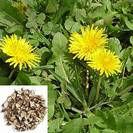 שינן רפואי/שן ארי | שורש | 100 גרם | Taraxacum officinalis Radix | Dandelion root