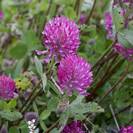 תלתן אדום | פרחים | 100 גרם | Trifolium pratense | Red clover