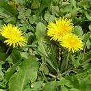 שינן רפואי/שן ארי | עלים | 100 גרם | Taraxacum officinalis folia | Dandelion leaf