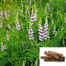 שוש קירח | ליקוריץ | שורש גרוס | 100 גרם | Glycyrrhiza glabra | Liquorice