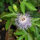 פסיפלורה | שעונית-רפואית | עלים | 100 גרם | Passiflora incarnata | Passion flower
