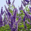 שיח אברהם מצוי | ויטקס | פרי | 100 גרם | Vitex agnus castus | Chasteberry