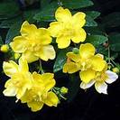 היפריקום | פרע | 100 גרם | Hypericum perforatum | St. John’s Wort