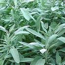 מרווה רפואית | עלים | 150 גרם | Salvia officinalis | Sage