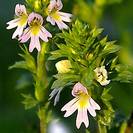 יופרזיה | עלקלוק | עלים | 100 גרם | Euphrasia officinalis | Eyebright